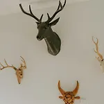Limba コシチェリスコ